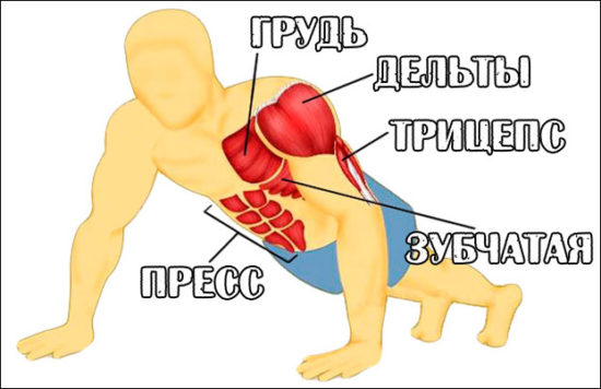 какие мышцы работают при отжимании с пола